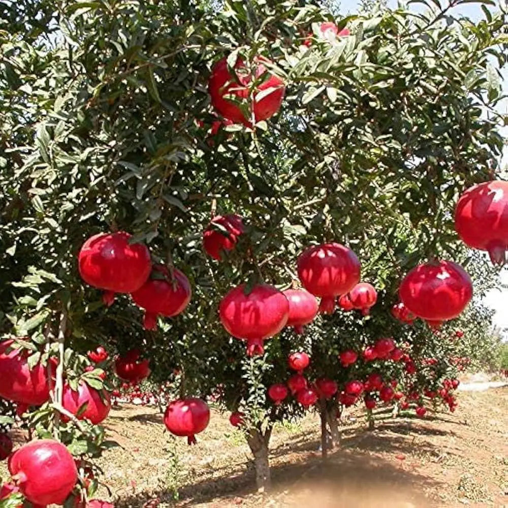 Pomegranate Hybrid