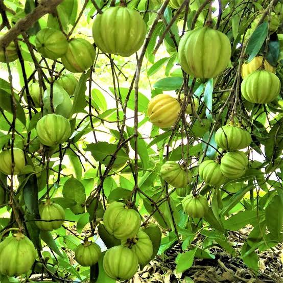 Kudam puli ( Grafted )