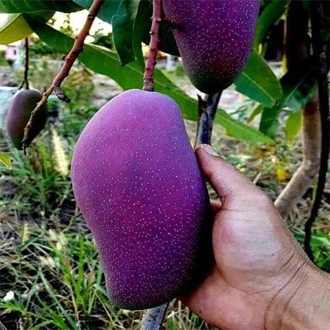 Purple Mango ( Grafted )