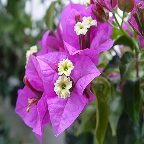 Bougainvilla  Purple , Yellow , White