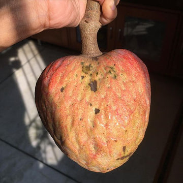 Raama phalam ( Grafted )