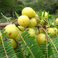Raasi Usiri ( Grafted )