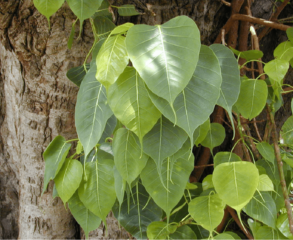 Raavi ( Ficus Religiosa )