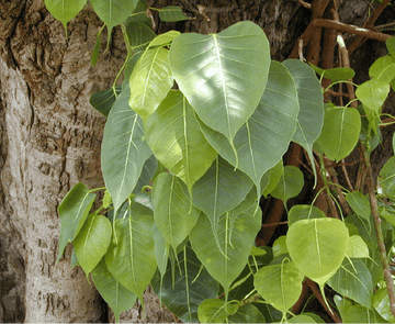 Raavi ( Ficus Religiosa )