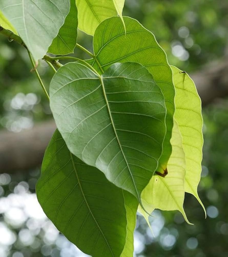 Raavi ( Ficus Religiosa )