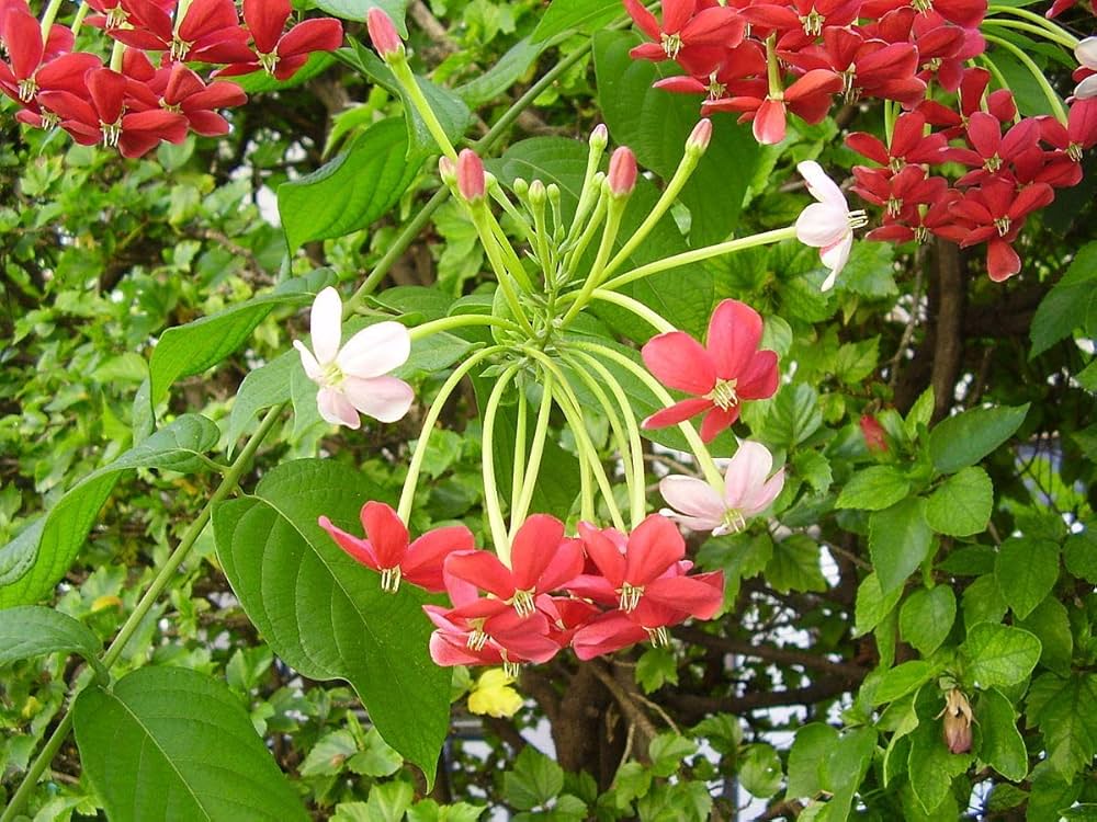 Radha manoharam