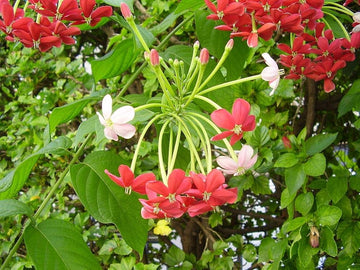 Radha manoharam