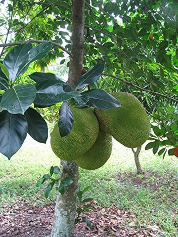 Red jackfruit ( Grafted )