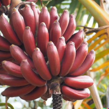 Red Chakrakeli