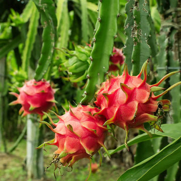 Dragon Fruit Red