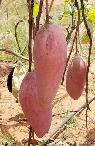Red Ivory Mango ( Grafted )