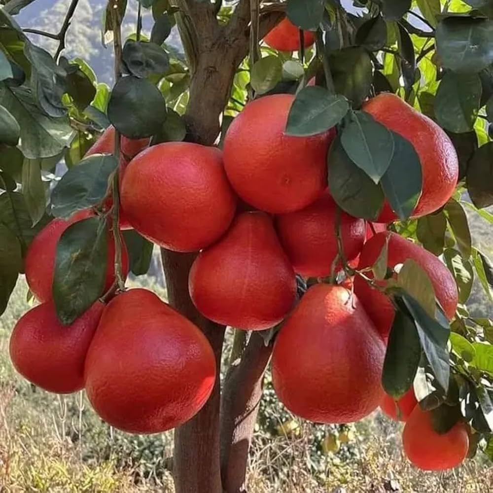 థాయ్ రెడ్ లెమన్ (అంటుకట్టిన)