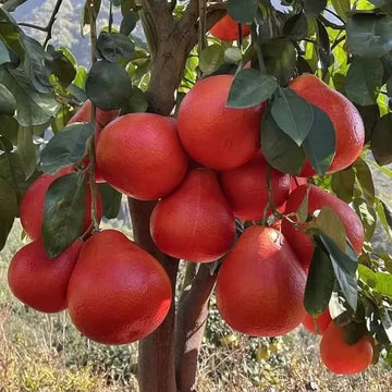 థాయ్ రెడ్ లెమన్ (అంటుకట్టిన)