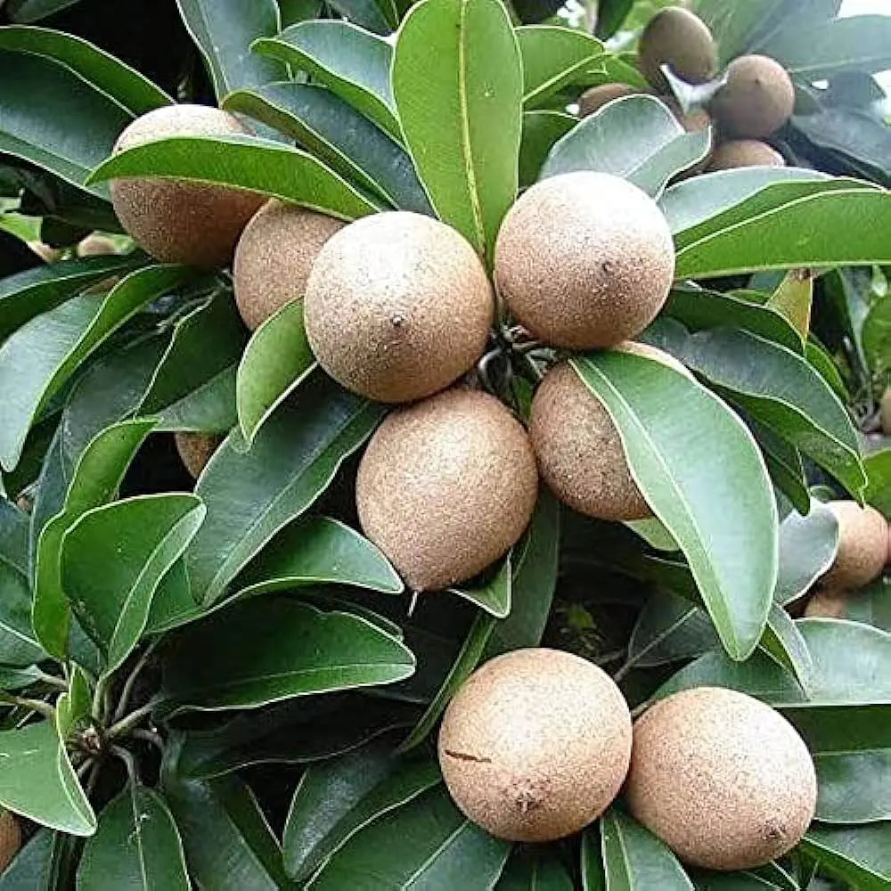 Red Sapota / Chiku ( Grafted )