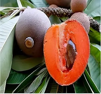 Red Sapota / Chiku ( Grafted )
