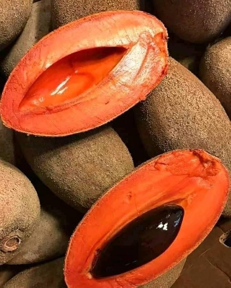 Red Sapota / Chiku ( Grafted )