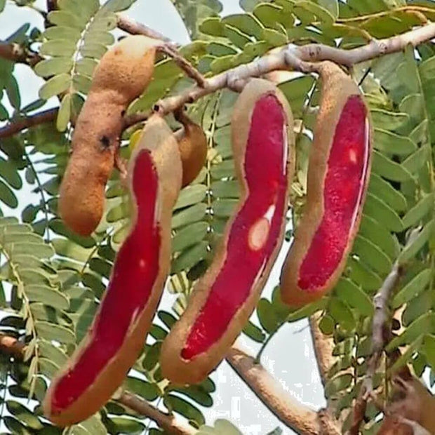 Red Tamarind ( Grafted ) – Ashok Chakra Nursery