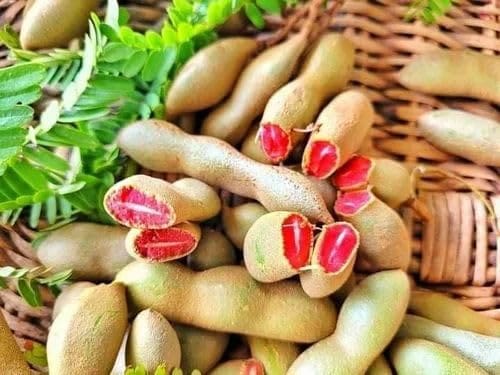 Red Tamarind ( Grafted )