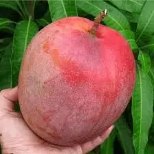Red Mango ( Grafted )