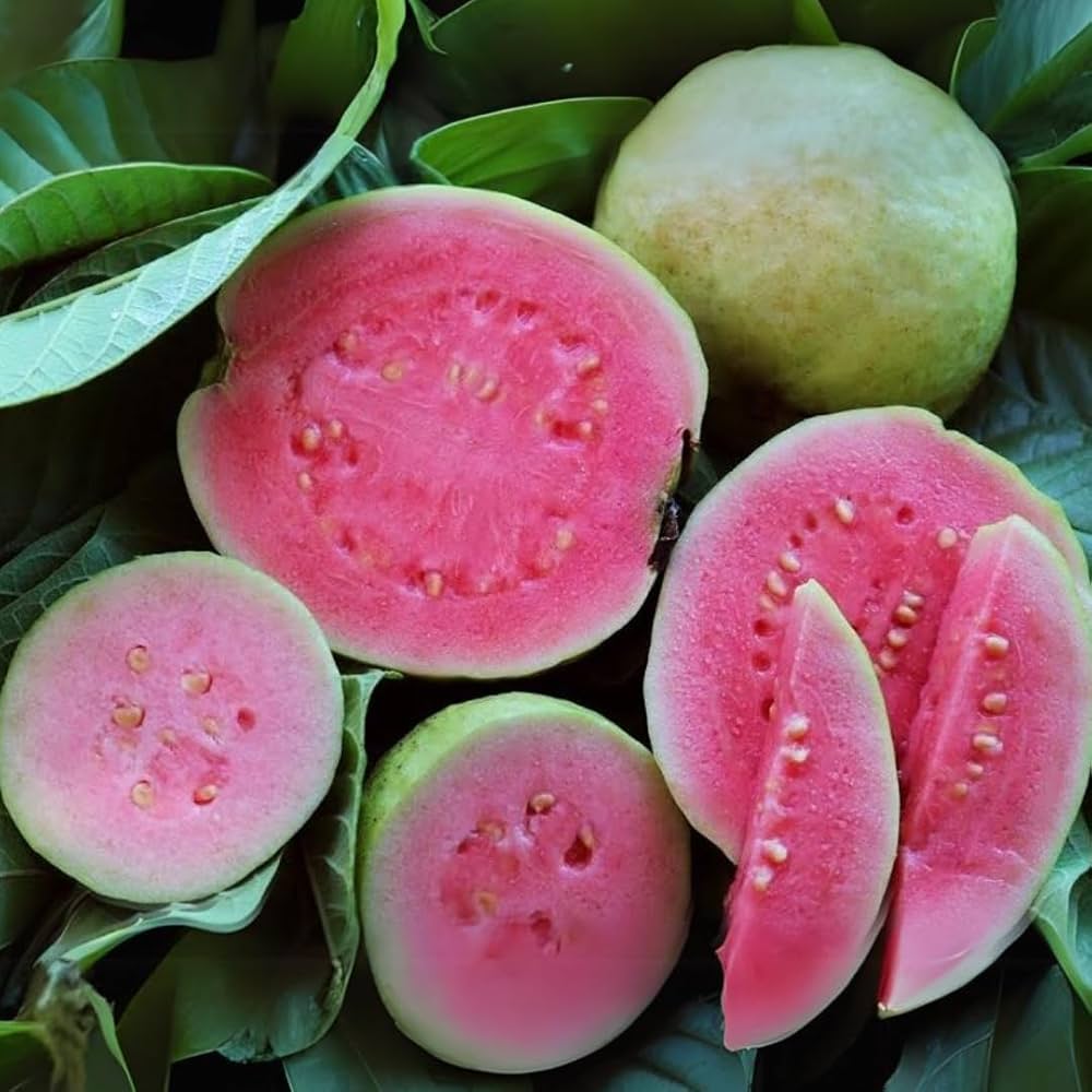 R.K  Kiran Guava