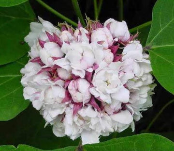 Mysore Malli / Scent Malli