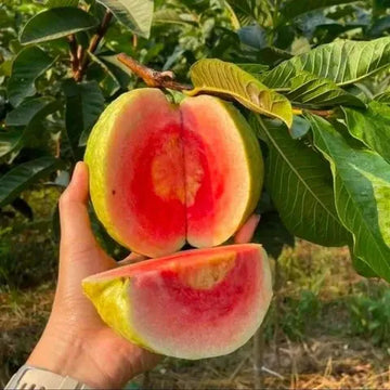 Japanese Rose Guava