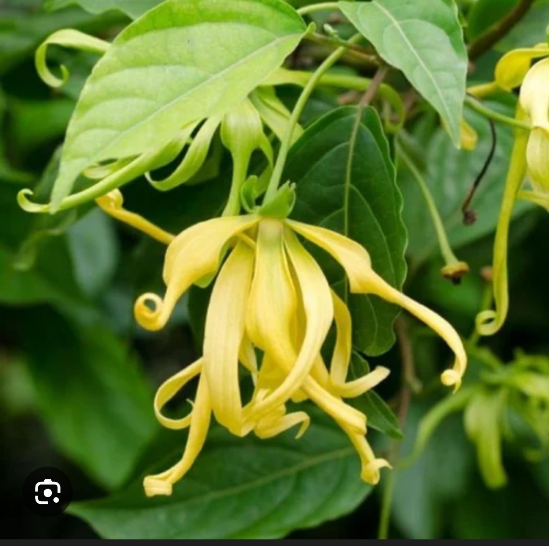 Manoranjini Sampangi