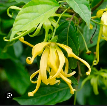 Manoranjini Sampangi