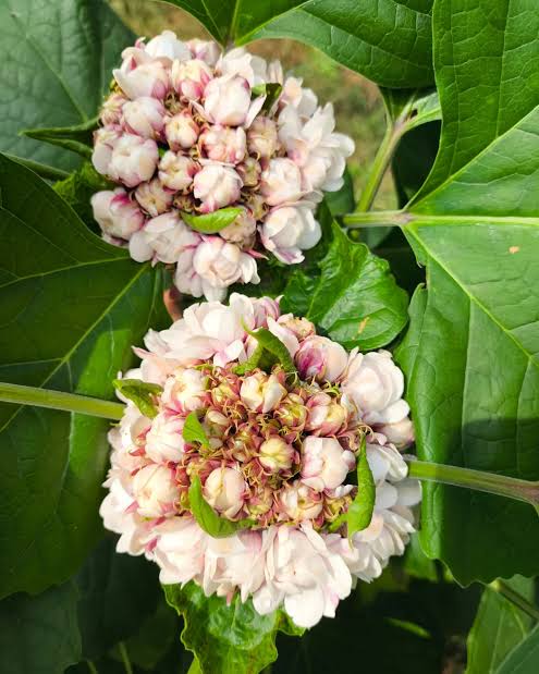 Mysore Malli / Scent Malli