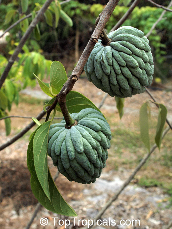 Thai Custard Apple ( Grafted )