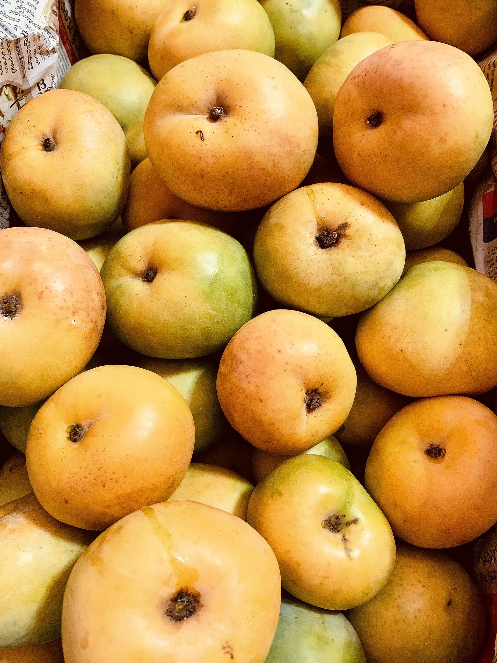Romania Mango ( Grafted )