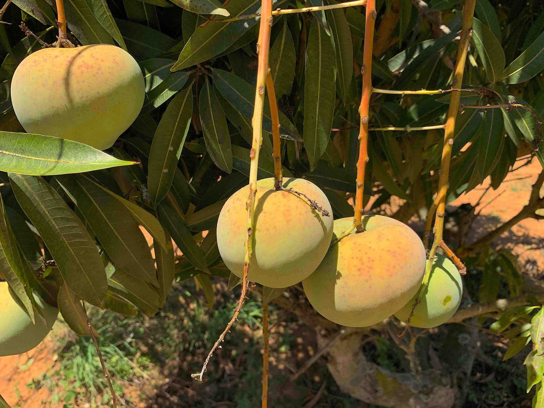 Romania Mango ( Grafted )