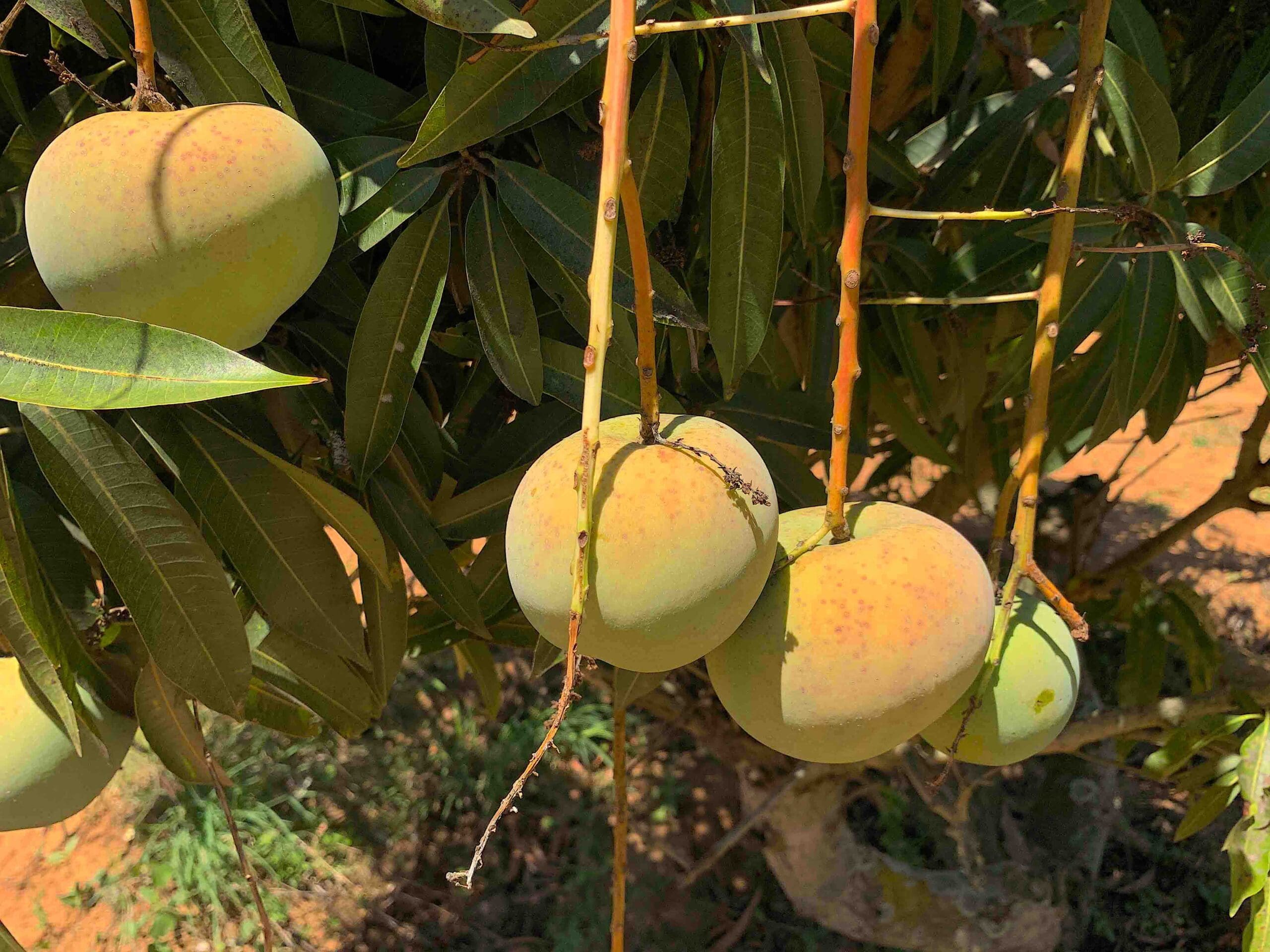 Romania Mango ( Grafted )