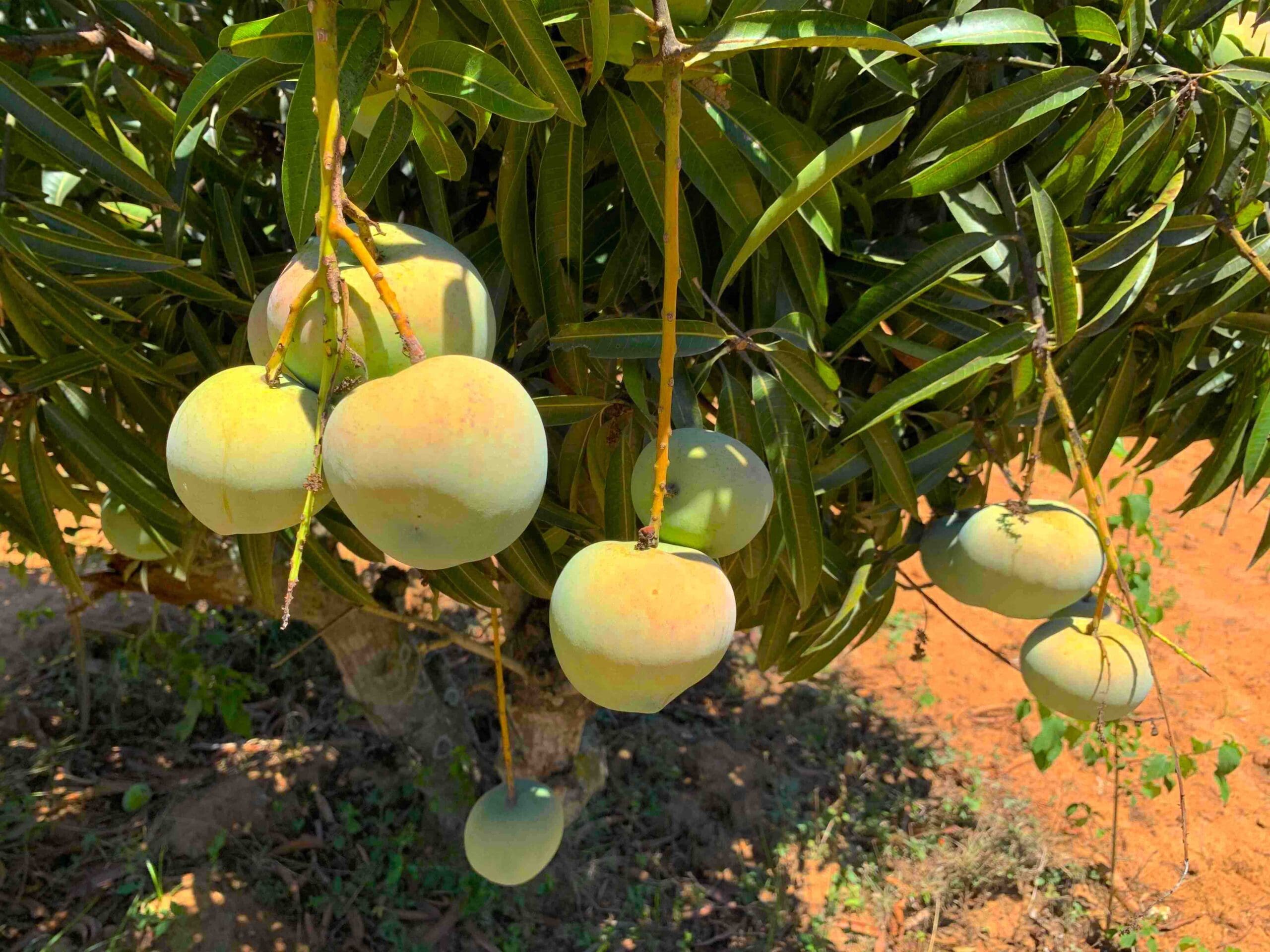 Romania Mango ( Grafted )