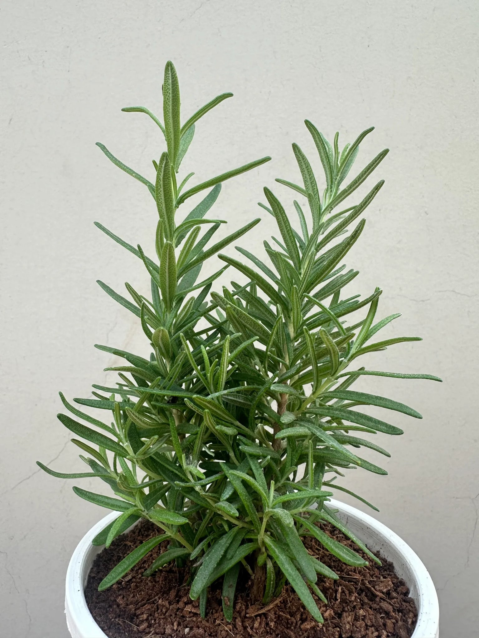 Rosemary