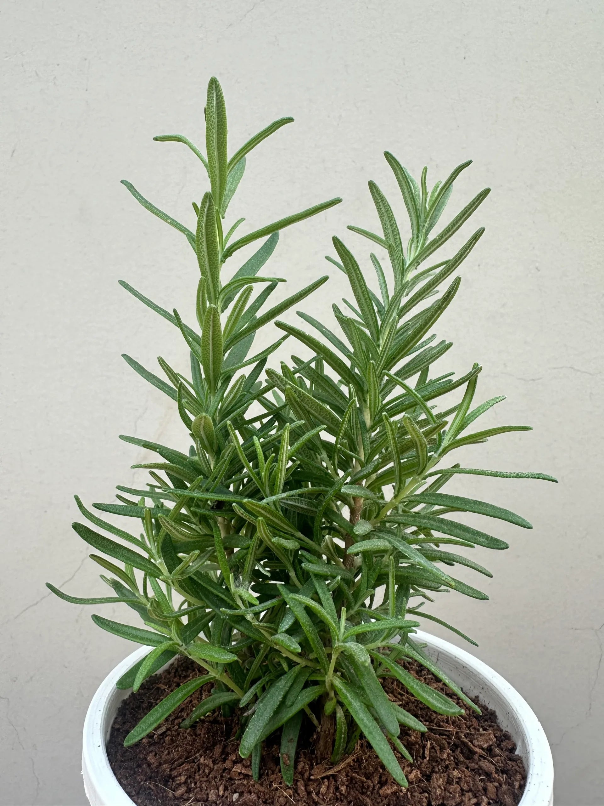 Rosemary