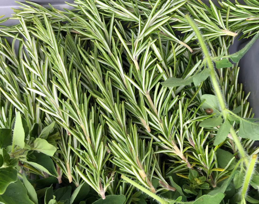 Rosemary
