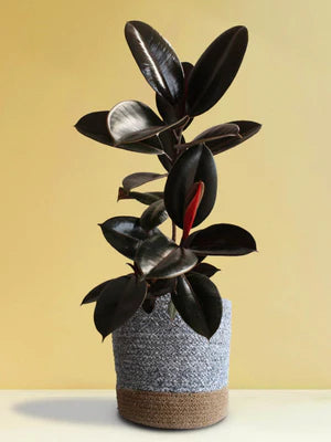 Rubber Plant