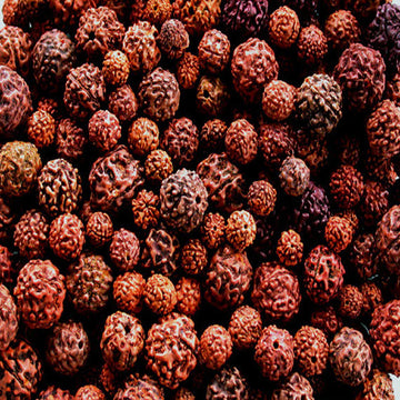 Rudraksha ( Seedling )