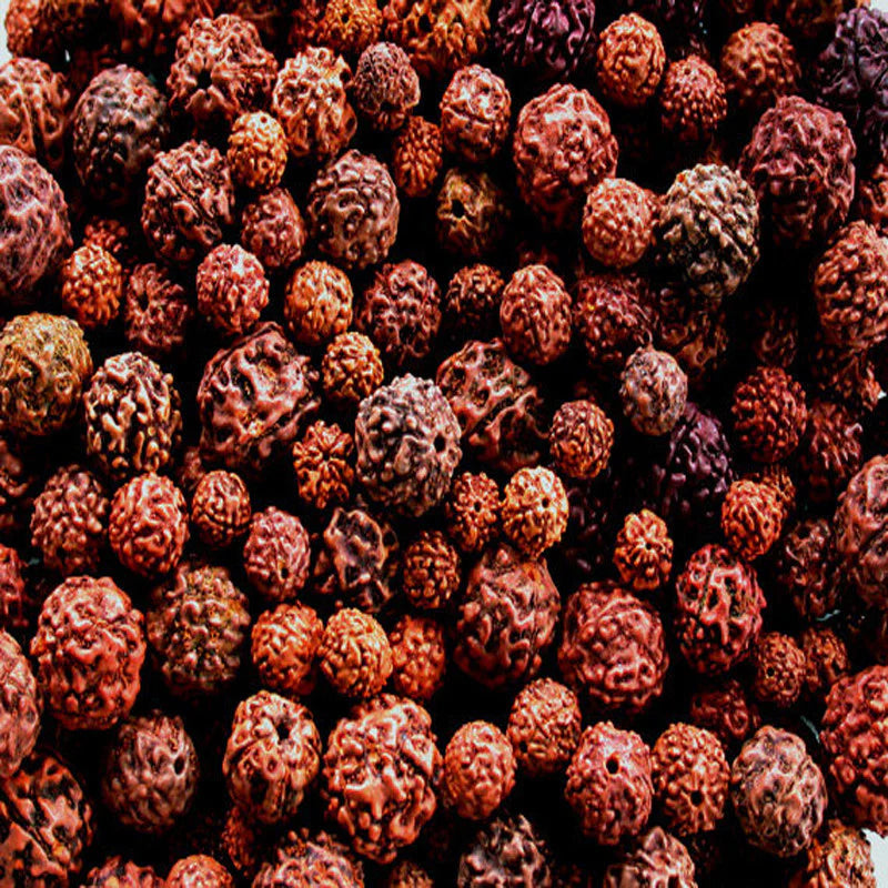 Rudraksha ( Seedling )