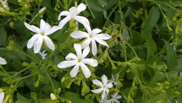 Sanna Jaaaji