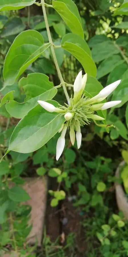 Sanna Jaaaji