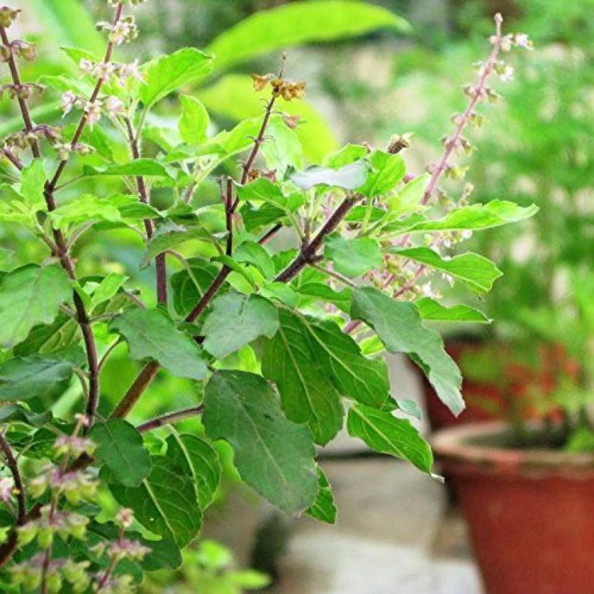 sabja seeds plant name Sabja Tulsi – Ashok Chakra Nursery