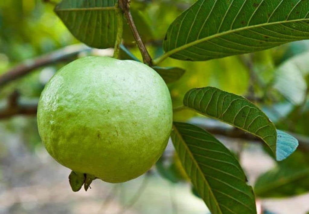 Sapedha Guava