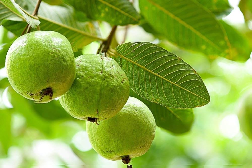 Sapedha Guava