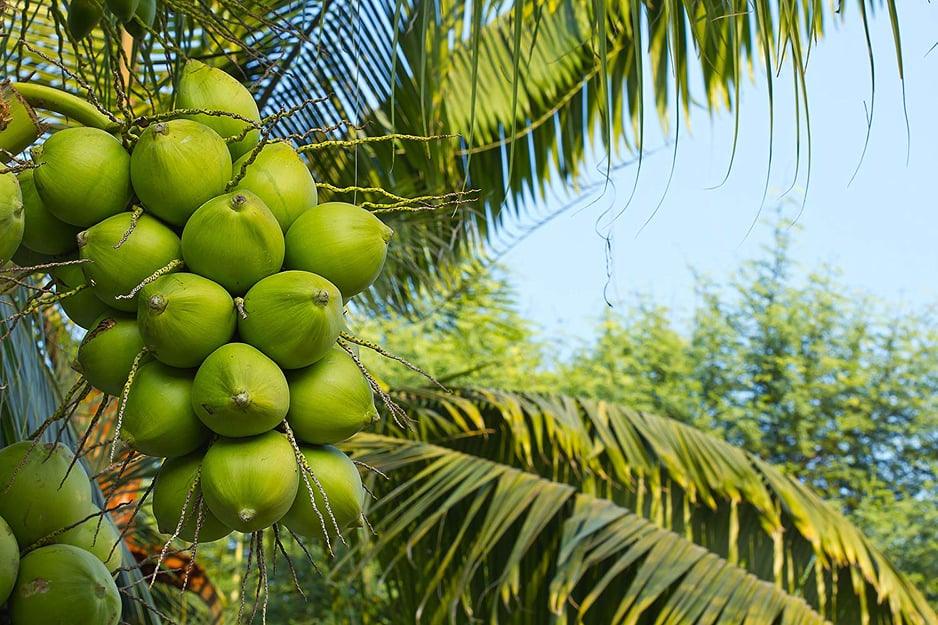సన్నంగి కొబ్బరి