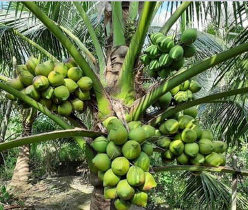 Sannangi coconut