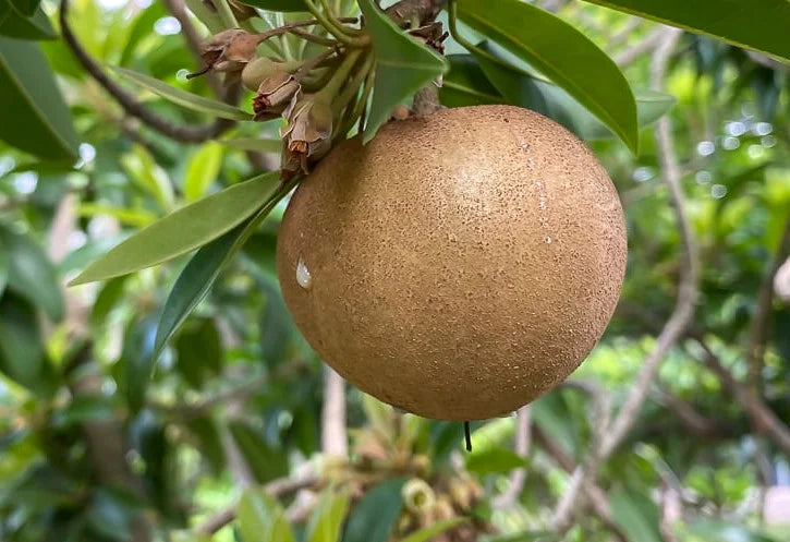 California Sapota / Chiku ( Grafted )