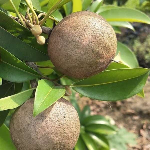 కాలిఫోర్నియా సపోటా / చికు ( అంటుకట్టుట ) 