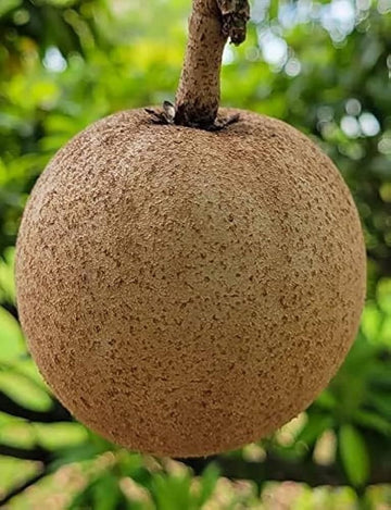 California Sapota / Chiku ( Grafted )